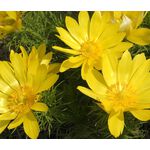 Pheasant's Eye Seeds - Adonis Vernalis