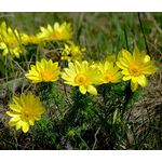 Pheasant's Eye Seeds - Adonis Vernalis 2