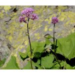 Plantain Alpine Seeds - Adenostyles Alpina