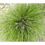 Sedge Bath Seeds - Carex Davalliana
