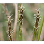 Sedge Bath Seeds - Carex Davalliana 2