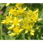 Sedum Goldilocks Stonecrop Seeds - Sedum Selskianumis
