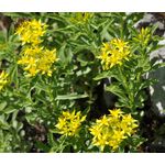 Sedum Goldilocks Stonecrop Seeds - Sedum Selskianumis 2