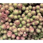 Sedum Lizard Stonecrop Seeds - Sedum Rubens