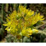 Sedum Mountain Stonecrop Seeds - Sedum Montanum