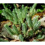 Sedum Mountain Stonecrop Seeds - Sedum Montanum 2