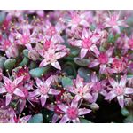 Sedum Obtusifolium Listoniae Stonecrop Seeds - Phedimus Obtusifolius