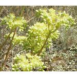 Sedum Pale Stonecrop Seeds - Sedum Sediforme