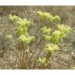 Sedum Pale Stonecrop Seeds - Sedum Sediforme 2