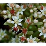 Sedum Spanish Stonecrop Seeds - Sedum Hispanicum
