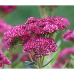 Sedum Stonecrop Pink Beacon Seeds - Hylotelephium Ussuriense