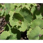 Sedum Stonecrop Pink Beacon Seeds - Hylotelephium Ussuriense 2