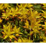 Sedum Striatus Stonecrop Seeds - Phedimus Middendorfianus Striatum
