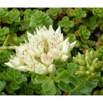 Sedum Summer Snow Stonecrop Seeds - Sedum Spurium