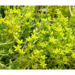 Sedum Tasteless Stonecrop Seeds - Sedum Sexangulare