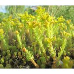 Sedum Tasteless Stonecrop Seeds - Sedum Sexangulare 3