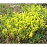 Sedum Tasteless Stonecrop Seeds - Sedum Sexangulare 2