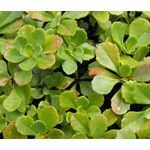 Sedum Ulleungdo Island Stonecrop Seeds - Sedum Takesimense 2