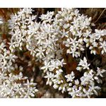 Sedum Oktoberfest Stonecrop Seeds - Sedum Acre