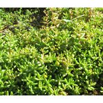 Sedum White Stonecrop Seeds - Sedum Album