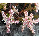Sedum Widow's Cross Stonecrop Seeds - Sedum Pulchellum 2