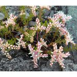 Sedum Widow's Cross Stonecrop Seeds - Sedum Pulchellum