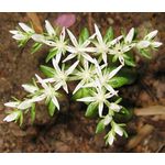 Sedum Woodland Stonecrop Seeds - Sedum Ternatum