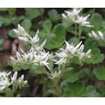 Sedum White Stonecrop Seeds - Sedum Album 2