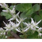 Sedum White Stonecrop Seeds - Sedum Album 3