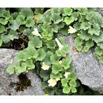 Snapdragon Creeping Seeds - Asarina Procumbens 3