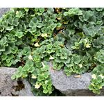 Snapdragon Creeping Seeds - Asarina Procumbens 1
