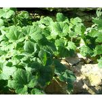 Snapdragon Creeping Seeds - Asarina Procumbens