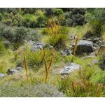 Speargrass Golden Seeds - Aciphylla Aurea 2