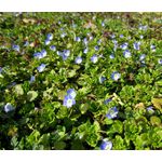 Speedwell Creeping Blue Seeds - Veronica Repens