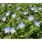 Speedwell Creeping Blue Seeds - Veronica Repens 2