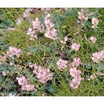 Stonecress Persian Seeds - Aethionema Grandiflorum