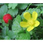 Strawberry Indian Seeds - Duchesnea Indica Tuttifrutti 4