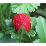 Strawberry Indian Seeds - Duchesnea Indica Tuttifrutti 2