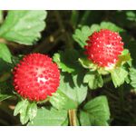 Strawberry Indian Seeds - Duchesnea Indica Tuttifrutti 3