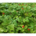 Strawberry Indian Seeds - Duchesnea Indica Tuttifrutti