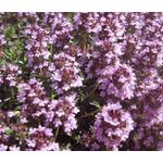 Thyme Mother of Thyme Seeds - Thymus Praecox
