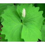 Vanilla Leaf Seeds - Achlys Triphylla