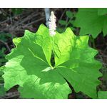Vanilla Leaf Seeds - Achlys Triphylla 2