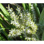 Astelia Shore Seeds - Astelia Banksii