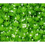 Woodruff Sweet Seeds - Galium Odoratum