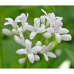 Woodruff Sweet Seeds - Galium Odoratum 2