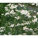 Yarrow Pearl Seeds - Achillea Ptarmica 2