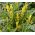 Corydalis Ferny Seeds - Corydalis Cheilanthifolia