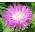 Cornflower Persian Seeds - Centaurea Dealbata