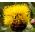 Cornflower Yellow Globe Seeds - Centaurea Macrocephala